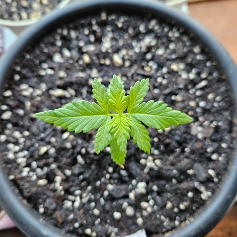Blue Dream growlog timeline photo