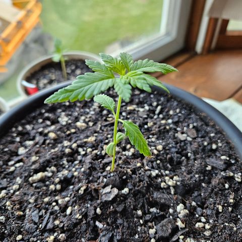 Blue Dream growlog timeline photo