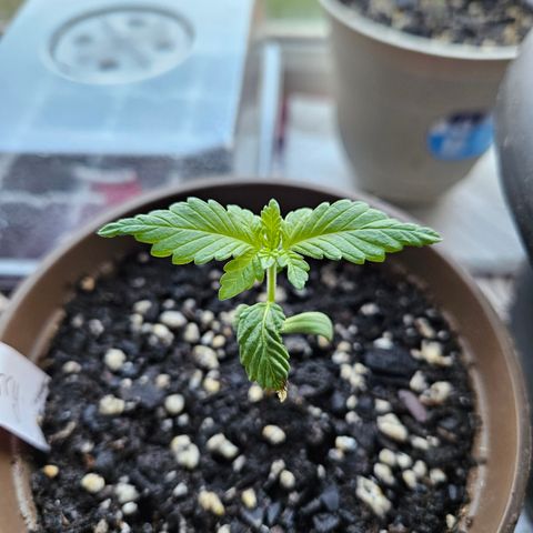 Blueberry growlog timeline photo