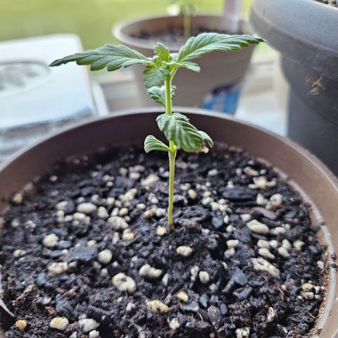 Blueberry growlog photo: SOOOO pretty!! 😍😍😍