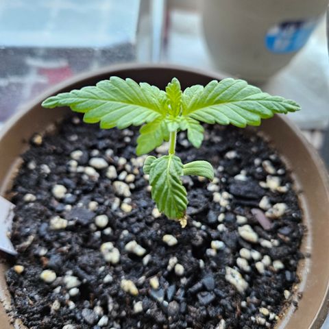 Blueberry growlog photo: SOOOO pretty!! 😍😍😍