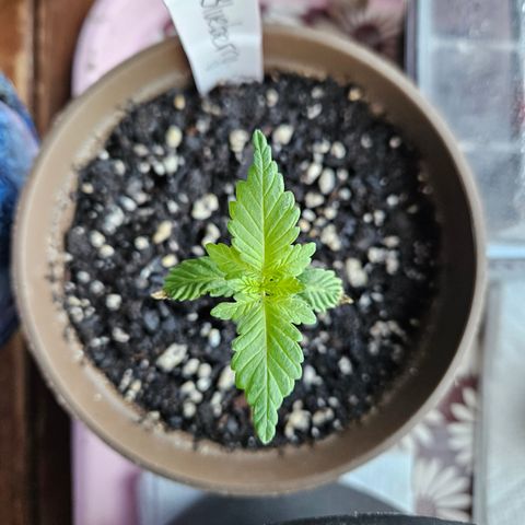 Blueberry growlog photo: SOOOO pretty!! 😍😍😍
