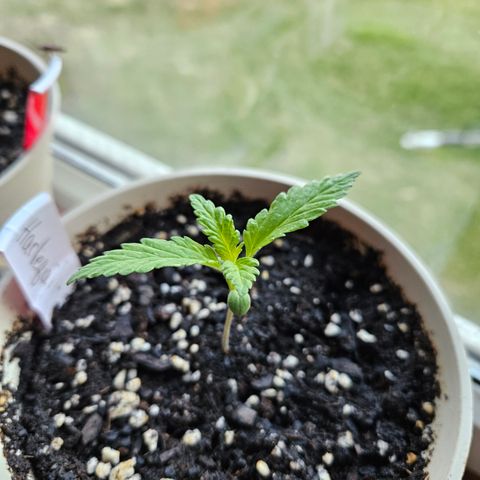Harlequin growlog timeline photo