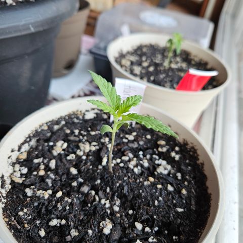 Harlequin growlog photo: She was the very last seedling to sprout! And she is just as big as Blueberry!! 😍😍😍