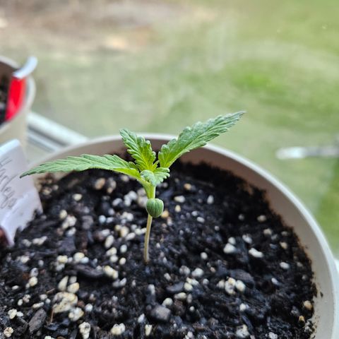 Harlequin growlog photo: She was the very last seedling to sprout! And she is just as big as Blueberry!! 😍😍😍