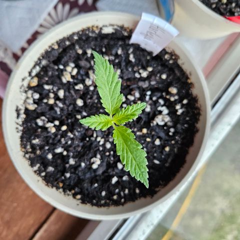 Harlequin growlog photo: She was the very last seedling to sprout! And she is just as big as Blueberry!! 😍😍😍