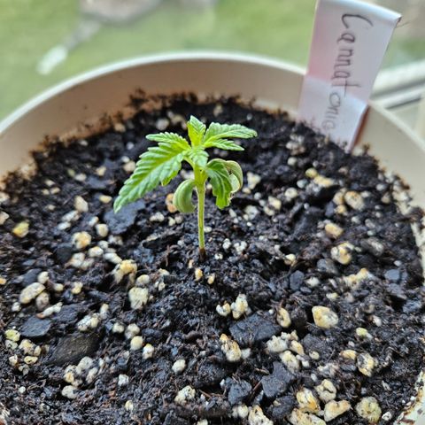 Cannatonic growlog timeline photo