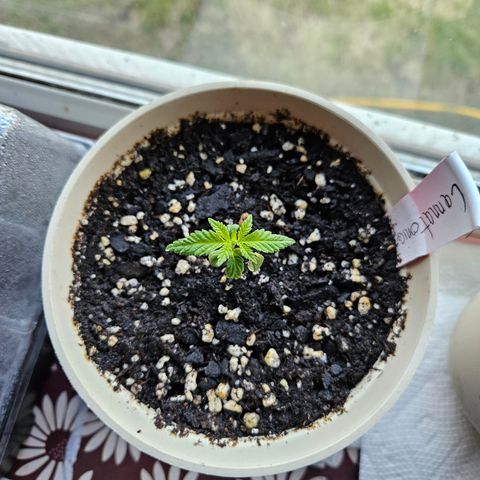 Cannatonic growlog photo: She's the oldest! But definitely not the biggest... But she's trying!! 😍😍😍