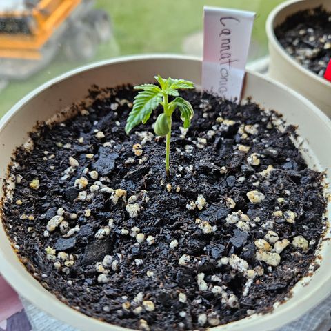 Cannatonic growlog photo: She's the oldest! But definitely not the biggest... But she's trying!! 😍😍😍