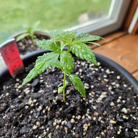 Blue Dream growlog timeline photo