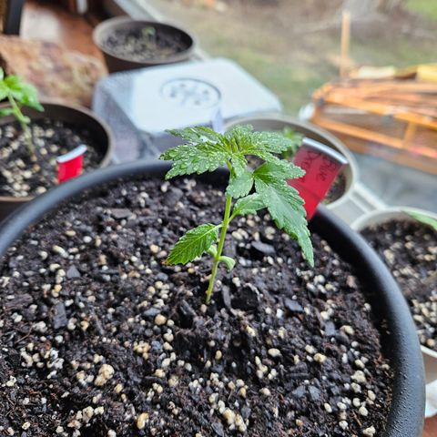 Blue Dream growlog timeline photo