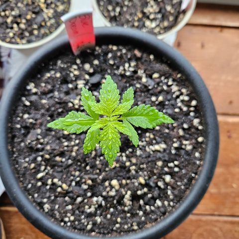 Blue Dream growlog timeline photo