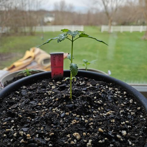 Blue Dream growlog timeline photo