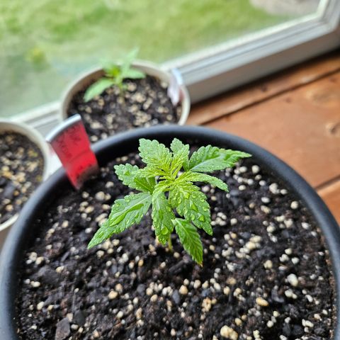 Blue Dream growlog timeline photo