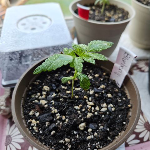 Blueberry growlog timeline photo