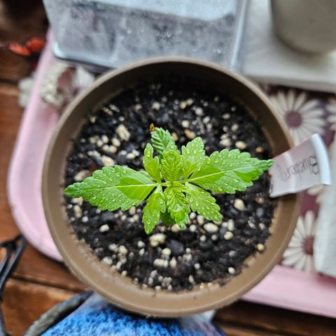 Blueberry growlog timeline photo