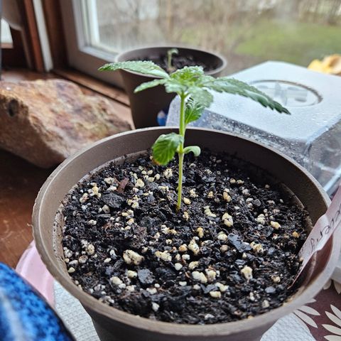 Blueberry growlog timeline photo