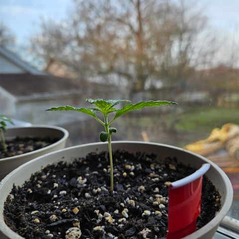 Harlequin growlog timeline photo