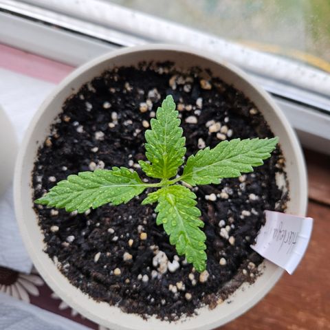 Harlequin growlog timeline photo