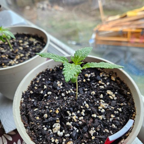 Harlequin growlog timeline photo