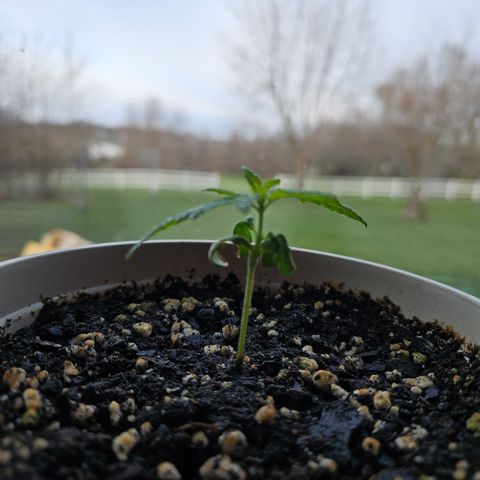 Cannatonic growlog timeline photo