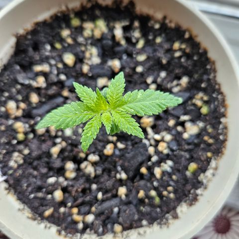 Cannatonic growlog timeline photo