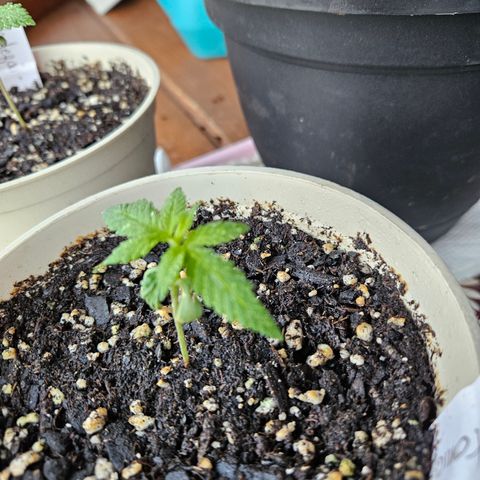 Cannatonic growlog timeline photo