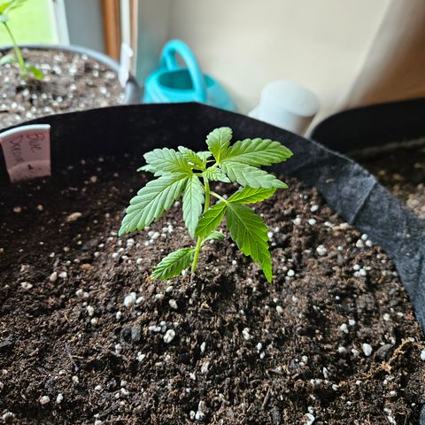 Blue Dream growlog photo: Bigger home!! 