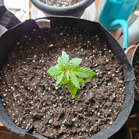 Blue Dream growlog timeline photo