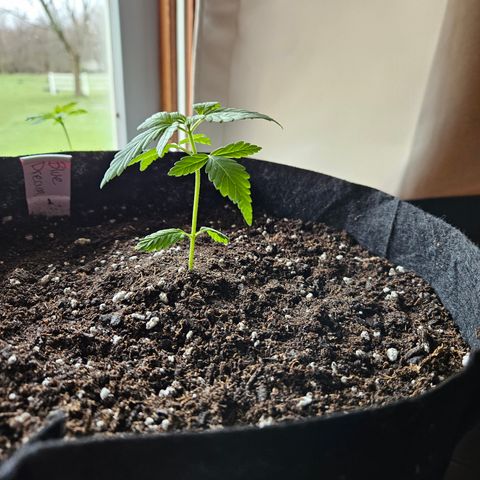 Blue Dream growlog timeline photo