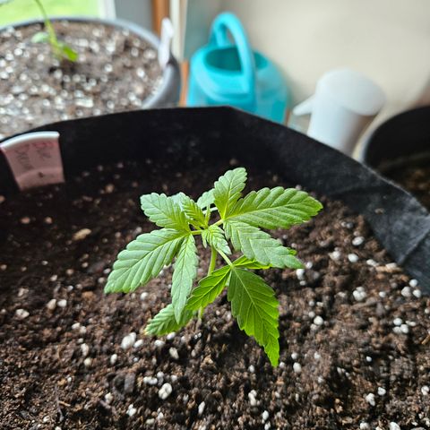 Blue Dream growlog timeline photo