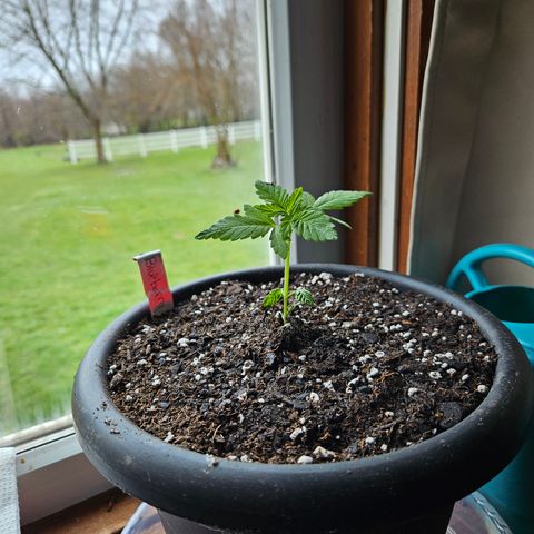 Blueberry growlog photo: Bigger home!!