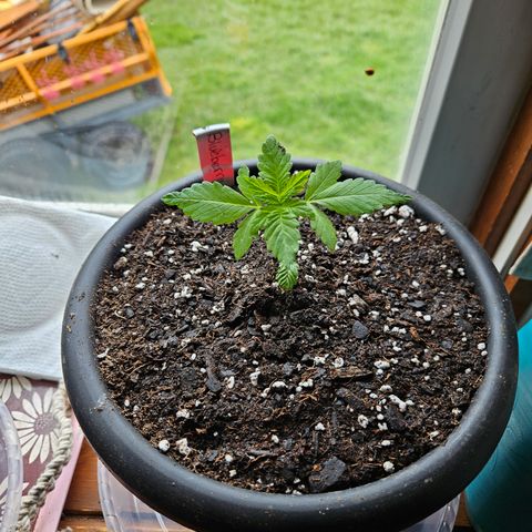 Blueberry growlog photo: Bigger home!!
