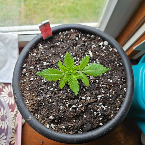 Blueberry growlog photo: Bigger home!!