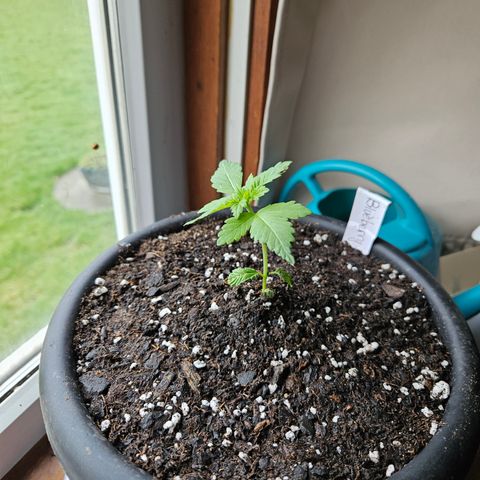 Blueberry growlog photo: Bigger home!!