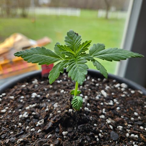 Blueberry growlog timeline photo