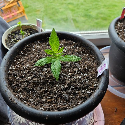 Harlequin growlog timeline photo