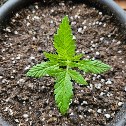 Harlequin growlog timeline photo