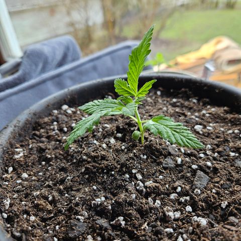 Harlequin growlog timeline photo