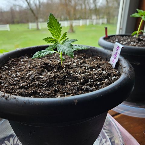Harlequin growlog photo: Bigger home!!