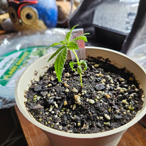 Cannatonic growlog timeline photo
