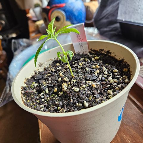 Cannatonic growlog photo: The little fighter!!!