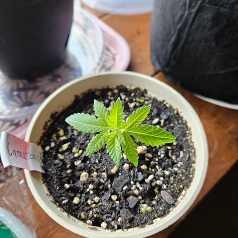 Cannatonic growlog photo: The little fighter!!!