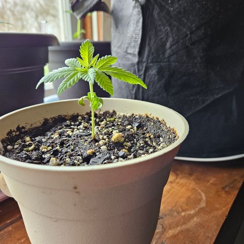 Cannatonic growlog photo: The little fighter!!!