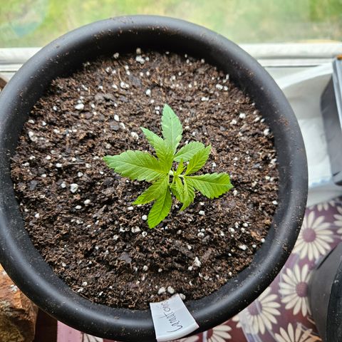 Cannatonic growlog photo: Intro a bigger home! 😍😍
Finally!! 😁
