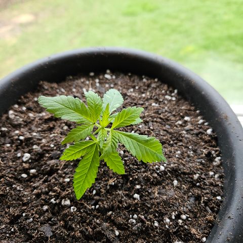 Cannatonic growlog photo: Intro a bigger home! 😍😍
Finally!! 😁