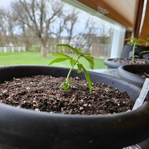 Cannatonic growlog photo: Intro a bigger home! 😍😍
Finally!! 😁