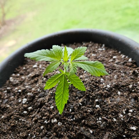 Cannatonic growlog timeline photo