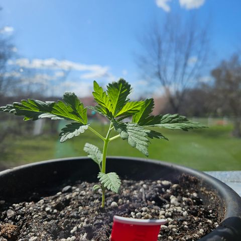 Harlequin growlog timeline photo