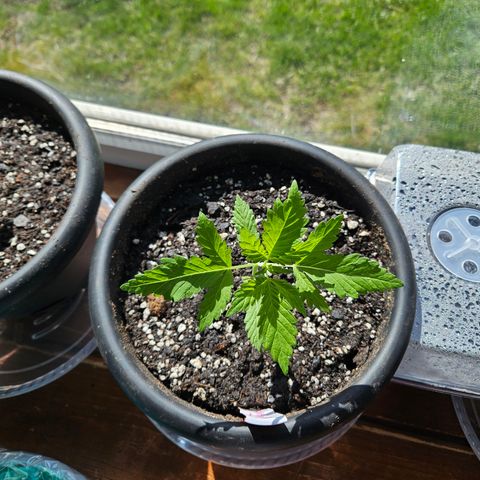 Harlequin growlog photo: Holy growth spurt! 😃